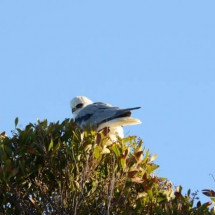 White-tailed kite. Photo by Pam Young.